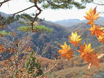 打胎药全国包邮购买联系方式微信一文读懂|巴菲特股东大会：年底辞任CEO 贸易不应成为武器 美股波动“不值一提” 不care美元短期贬值